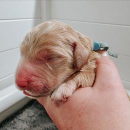 Pacific - Cream male Goldendoodle puppy in Everett, Washington from Big Top Doodles