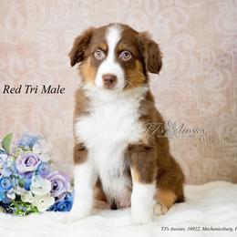 Ross - Red tri-color male Australian Shepherd puppy in Mechanicsburg, Pennsylvania from TJ's Aussies