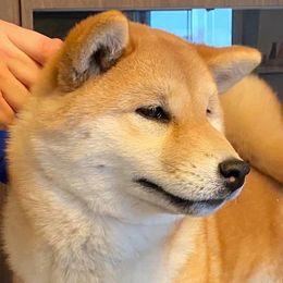 Drama - Shiba Inu