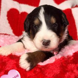 Champagne - Tri-color female Bernedoodle puppy in Beecher, Illinois from Erica’s Doodles