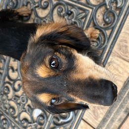 Fonzy - Dachshund