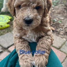 Poodle Puppies from Mitten Parti Poodles