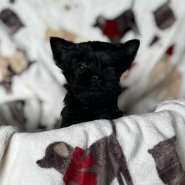 Siren - male Russian Salon Dog puppy in Kendallville, Indiana from Yorkies Kisses/Rusalka Siren Song