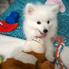 American Eskimo Dog Puppies from Soleil American Eskimos