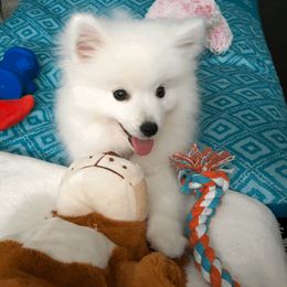 American Eskimo Dog Puppies from Soleil American Eskimos