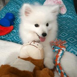 American Eskimo Dog Puppies from Soleil American Eskimos