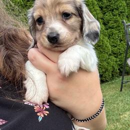 Paris - Piebald female Dachshund puppy in Bay City, Michigan from Michigan Rockin' Dachshunds