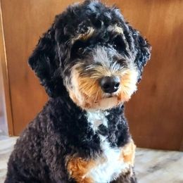 Maddie - Bernedoodle