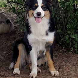 Piper - Australian Shepherd