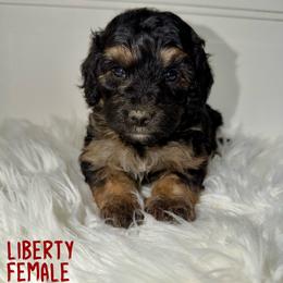 Liberty - Tri-color female Bernedoodle puppy in Beecher, Illinois from Erica’s Doodles