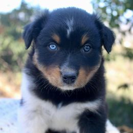 Australian Shepherd Puppies from Hillside Aussies