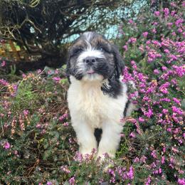 Bow - Brown and white male Saint Berdoodle puppy in Castle Rock, Washington from PNW Saint Berdoodles