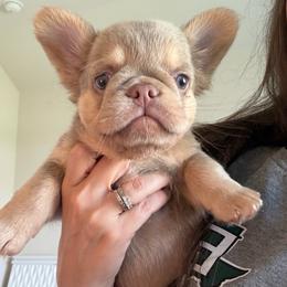FLUFFY FEMALE - Liver female French Bulldog puppy in Blue Ridge, Texas from Beason’s HomeGrown Frenchies