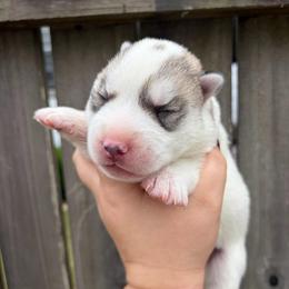 Charm - Gray and white male Siberian Husky puppy in Warrenville, South Carolina from WinterCrest Siberian Huskies