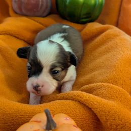 Adrina - White and sable female Papillon puppy in Joshua, Texas from Summertime Kennels