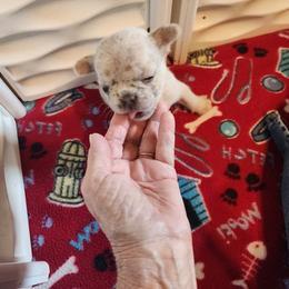 Mocha - Cream female French Bulldog puppy in Goshen, Ohio from Washburns bostons