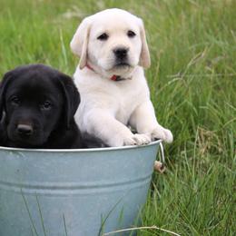 Labrador Retrievers from Katrina Tolbert