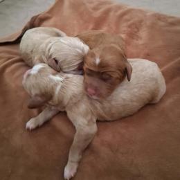 Girl 2 - Buff and white female Cockapoo puppy in Howell, Michigan from Robbin's Treasures