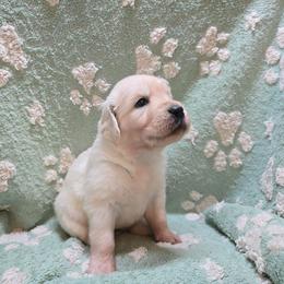 Girl 2 - Light golden female Golden Retriever puppy in Savannah, Georgia from Golden Point Retrievers