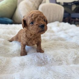 Girl 1 - Red female Maltipoo puppy in San Diego, California from Maltipoos SD