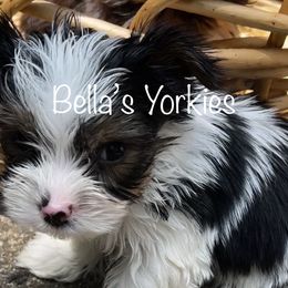 Boy 1 Sammie - Parti Yorkshire Terrier puppy in Keyser, West Virginia from Bella’s Yorkies