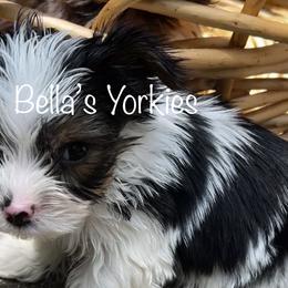 Boy 1 Sammie - Parti Yorkshire Terrier puppy in Keyser, West Virginia from Bella’s Yorkies