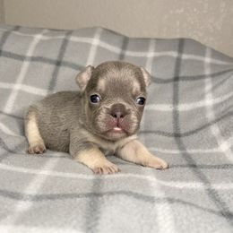 Pinky - Tricolors female French Bulldog puppy in Colorado Springs, Colorado from Sun Mountain Frenchies