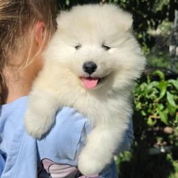 Arrow - White and biscuit female Samoyed puppy in West Jordan, Utah from Rocky Mountain Samoyeds