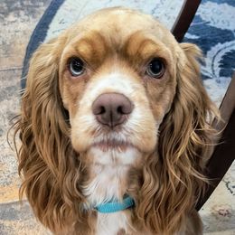 Ruby - Cocker Spaniel
