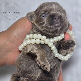 Dassy - Lilac female Shih Tzu puppy in League City, Texas from Divine Pups