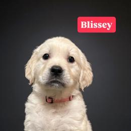 Blissey - Light pink - Golden female Golden Retriever puppy in Salt Lake City, Utah from Soaring golden retrievers