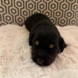 Damien(AKC) - Black and cream male Dachshund puppy in Madera Acres, California from All Star Corgis