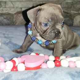 Edgar - Blue fawn male French Bulldog puppy in Camden, Michigan from Valley of the Blue Dogs