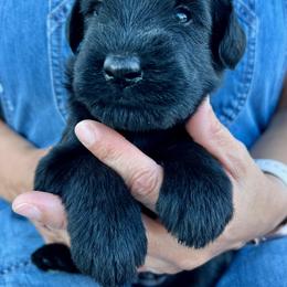 Giant Schnauzer and Miniature Schnauzer Puppies from My Angel Schnauzers