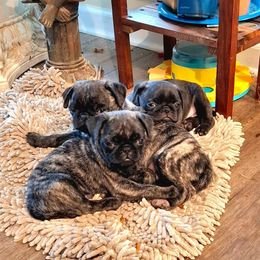 Pug Puppies from Pugs Rule!