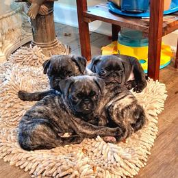 Pug Puppies from Pugs Rule!
