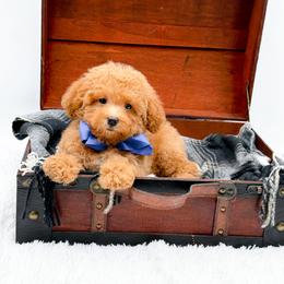 Toby(Blue Eye) - Red male Bernedoodle puppy in North Carolina from NC Doodle Puppies