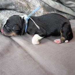 Lark (blue collar) - Black tri-color female Australian Shepherd puppy in Okeechobee, Florida from Rothsolid Aussies