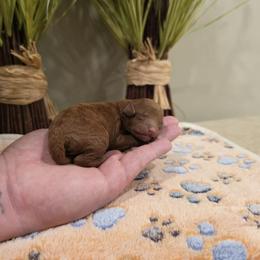 Tater Tot - Red  male Poodle puppy in Rainbow City, Alabama from Spinks Poodles