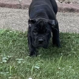 Cane Corso Puppies from Whiskey Stones Cane Corso