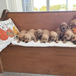 Girl 7 - Golden female Golden Retriever puppy in Denton, Maryland from Golden Horse Farm