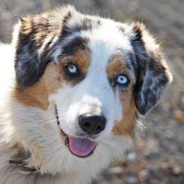 Australian Shepherds from Danker Farms