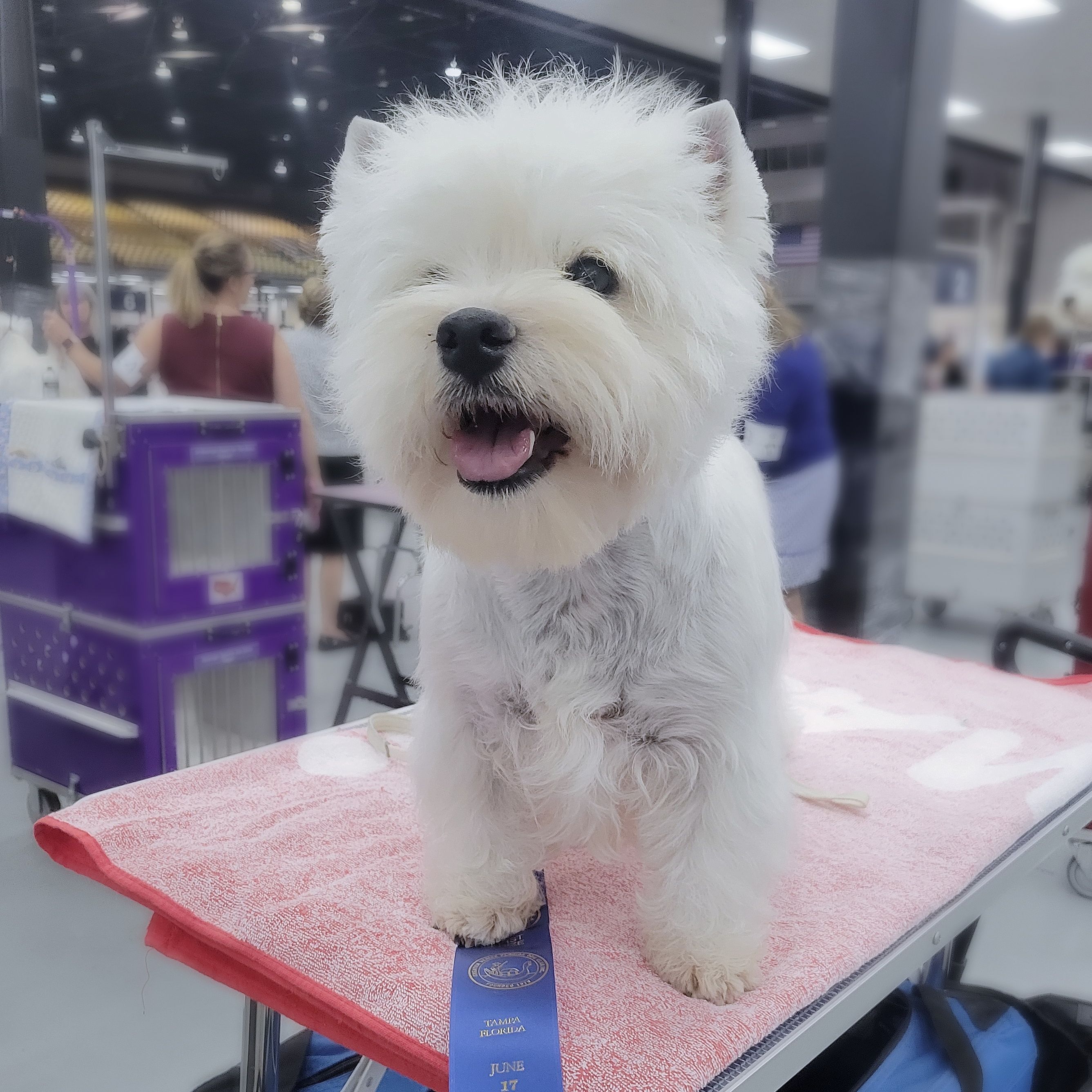 Um West Highland Terrier lindamente tosado em uma exposição de cães