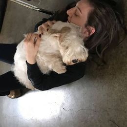 Sealyham Terrier Puppies from Alibi Sealyham Terriers
