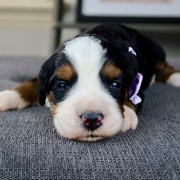 Lady - Tri-color female Bernedoodle puppy in Murray, Utah from Sun Valley Doodles