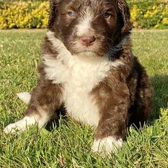 Aussiedoodle Puppies from Mills River Doodles