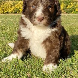 Aussiedoodle Puppies from Mills River Doodles