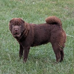 Danny - Chinese Shar-Pei