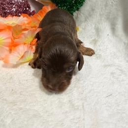Longhair male - Chocolate male Dachshund puppy in Pleasant Plains, Arkansas from JGBs Silver Spur Dachshunds