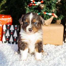 Merle 2 - Blue merle male Miniature Australian Shepherd puppy in Perry, Arkansas from Jones ASDR Registered Toy / Mini Aussies